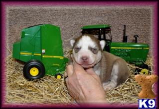 Siberian Husky Puppies for Sale